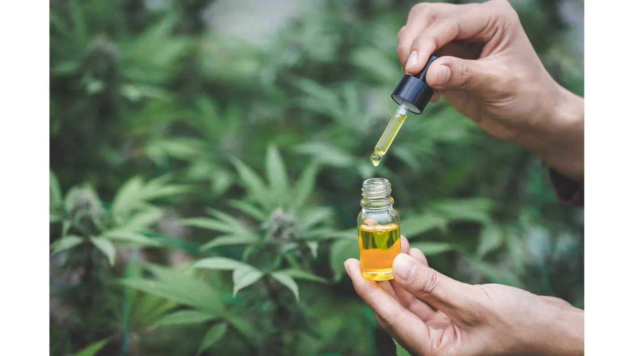 Cannabis Extracts Europe from Premium Cannabis Strains